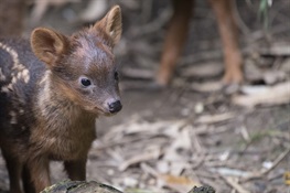 WCS’s Queens Zoo Welcomes Pudu Fawn